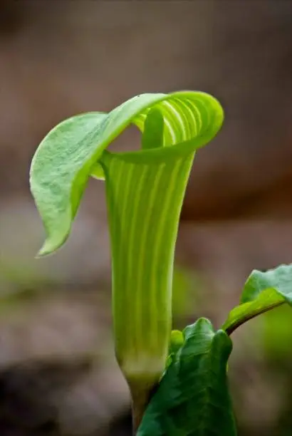 Photo of Jack-in-the-Pulpit