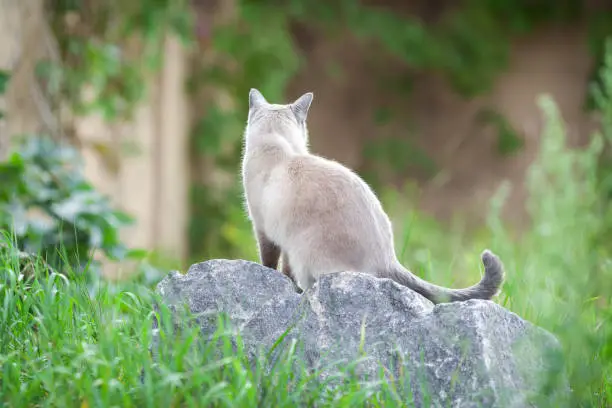 Photo of Back of Thai cat sitting outdoors on the rock among green grass and trees. Backwards view pet portrait.