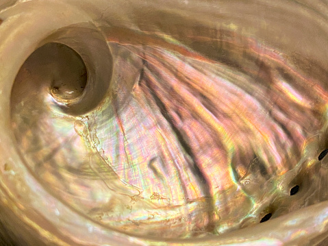 Close up  of nacre, inner iridescent layer, and spiral of green abalone shell.