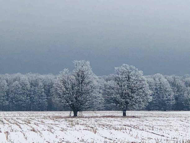 maples gelido - corn snow field winter foto e immagini stock