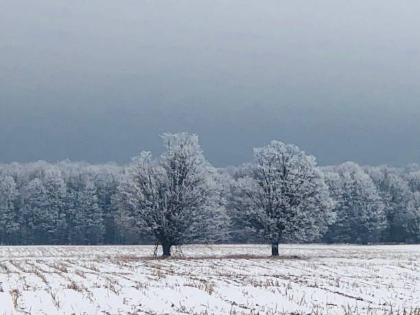 frosty maples - corn snow field winter imagens e fotografias de stock