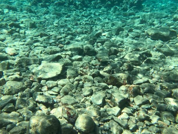 istock Underwater recordings in Aqaba Jordan Coral with colored fish 1333468122