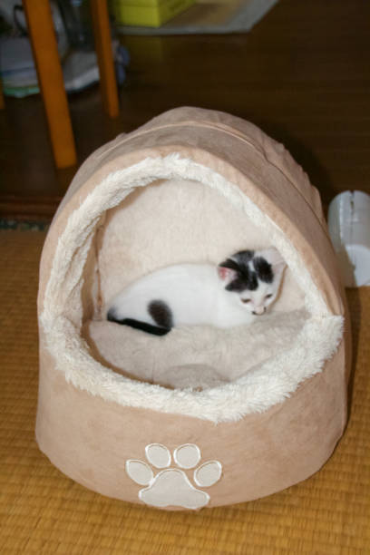 istock White kitten playing in room with tatami mat 1333468123