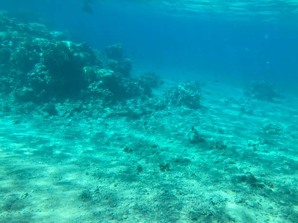 istock Underwater recordings in Aqaba Jordan Coral with colored fish 1333468805