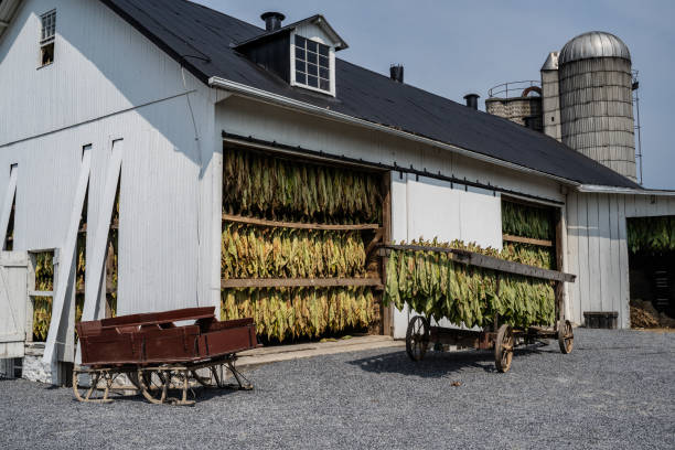 essiccazione del tabacco ad amish barn - tobacco wagon foto e immagini stock