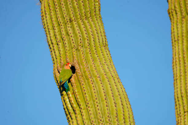 istock Lovebird on Saguaro 1333471023
