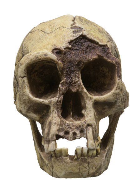 istock Skull of Homo floresiensis 1333471542