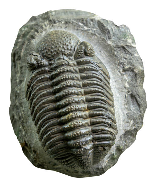 phacops rana (eldredgeops rana) - trilobite photos et images de collection