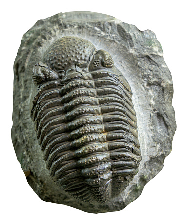 Phacops rana (Eldredgeops rana) is a species of trilobite from the middle Devonian period