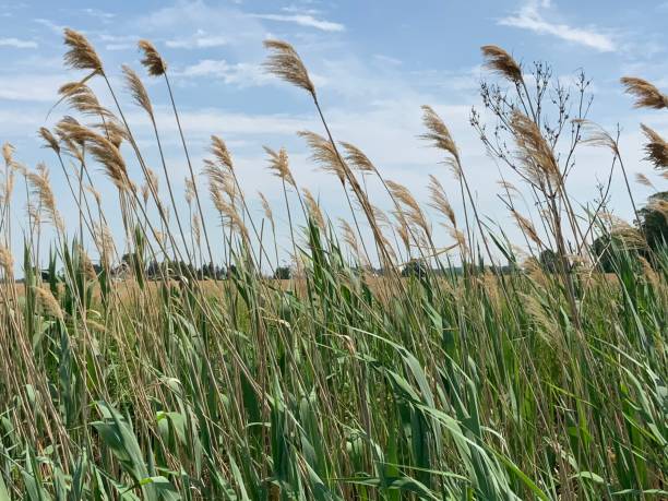 istock Canadian Countryside 1333477428