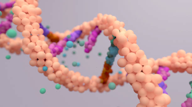 dna変異は、dna配列の変化である変異であり、細胞分裂中に行われたdnaコピーミスから突然変異が生じうる。 - dna chromosome genetic research genetic mutation ストックフォトと画像