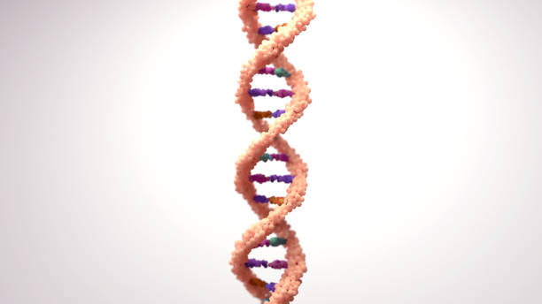 istock DNA composed of two chains that form a double helix. DNA is a molecule inside cells contains genetic information responsible for the development and function of an organism. 1333477579