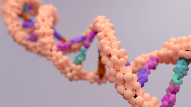 DNA composed of two chains that form a double helix. DNA is a molecule inside cells contains genetic information responsible for the development and function of an organism.