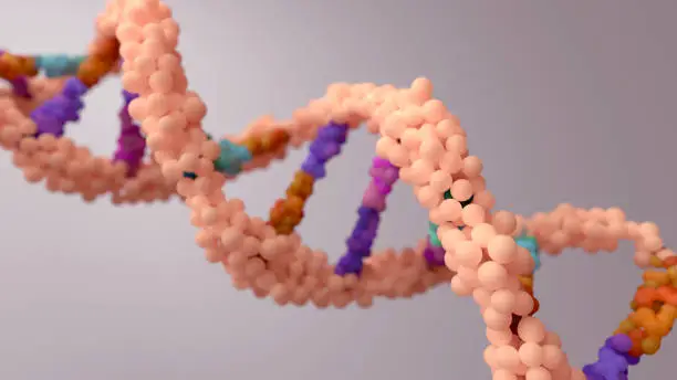 DNA composed of two chains that form a double helix. DNA is a molecule inside cells contains genetic information responsible for the development and function of an organism.