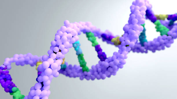 istock DNA composed of two chains that form a double helix. DNA is a molecule inside cells contains genetic information responsible for the development and function of an organism. 1333477636