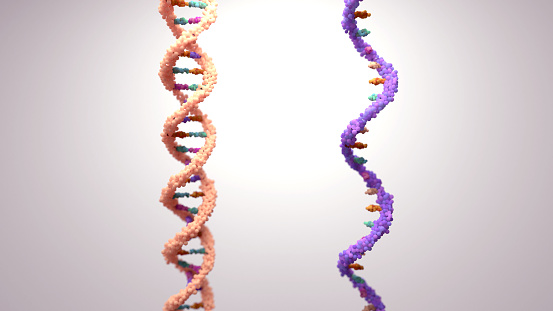 Spiral of DNA and RNA. An illustration of the differences in the structure of the DNA and RNA molecules.