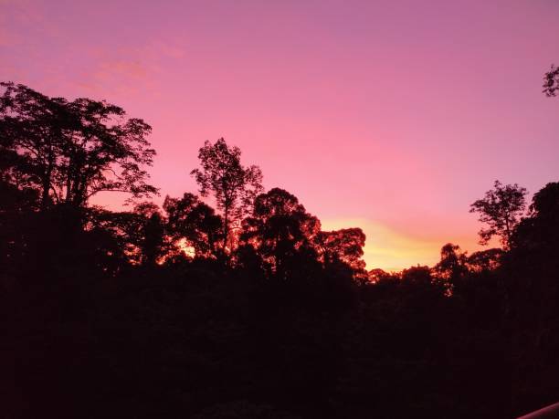 istock Sunset in Rainforest Discovery Centre, Sepilok Sabah. 1333479199
