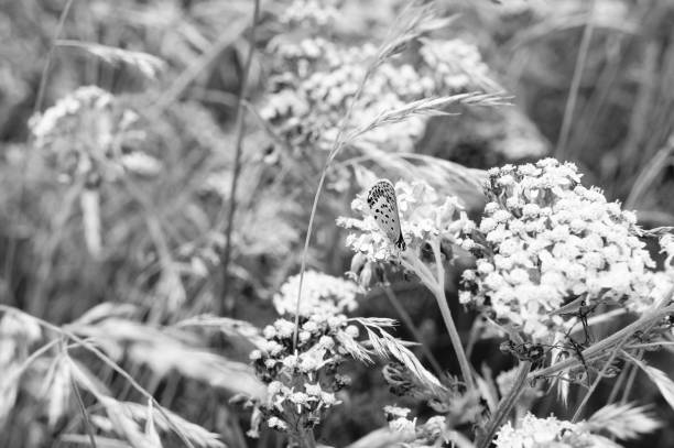istock Butterly Among Flowers 1333479291