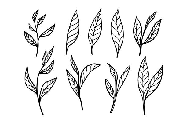 tea leaf hand drawn vector Organic plant tea leaves in a vector sketch for a drink combination tea stock illustrations