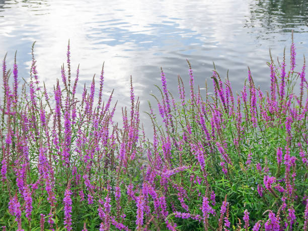 fleurs lilas roses salicaire pourpre lythrum salicaria au bord de l’étang avec reflet des nuages, espace de copie - purple loosestrife photos et images de collection