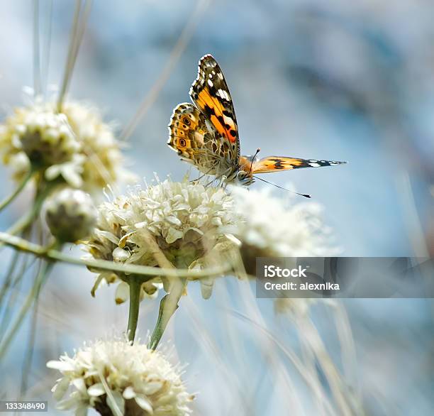 Mariposa De Flores Silvestres Foto de stock y más banco de imágenes de Aire libre - Aire libre, Ala de animal, Animal