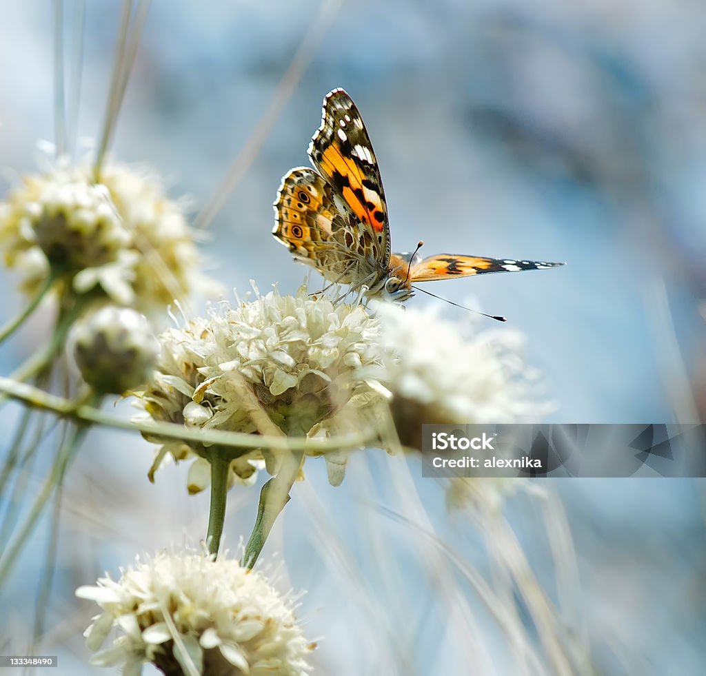 野生の花に蝶 - オレンジ色のロイヤリティフリーストックフォト