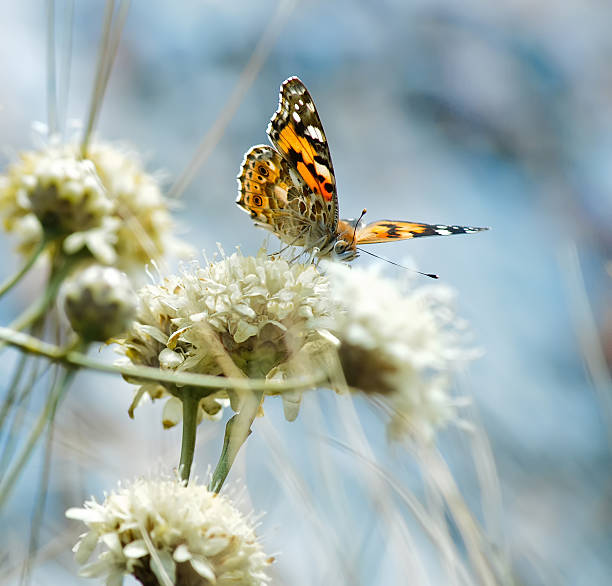 istock Butterfly on wild flowers 133348490