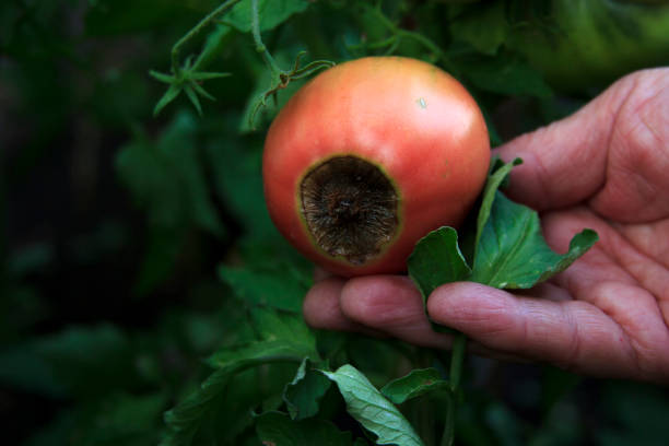enfermedad de los tomates. flor final de putrefacción en la fruta. tomate rojo dañado en la mano del granjero - florecer fotografías e imágenes de stock