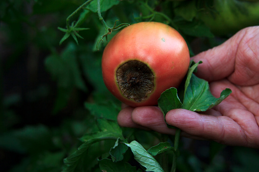 Disease of tomatoes. Blossom end rot on the fruit. Damaged red tomato in the farmer hand