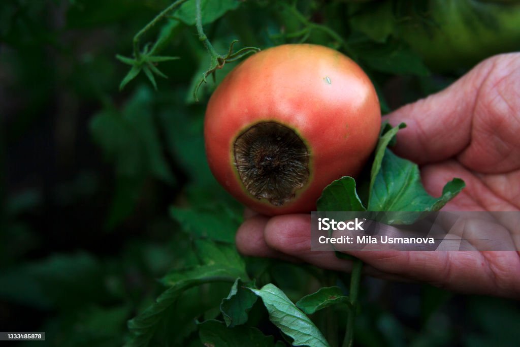 Disease of tomatoes. Blossom end rot on the fruit. Damaged red tomato in the farmer hand Disease of tomatoes. Blossom end rot on the fruit. Damaged red tomato in the farmer hand. Close-up. Crop problems. Blurred agricultural background. Low key Rotting Stock Photo
