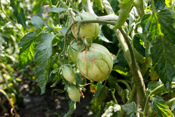 tomato zippering. diseases of tomatoes. zipper-like lesion - zippering imagens e fotografias de stock