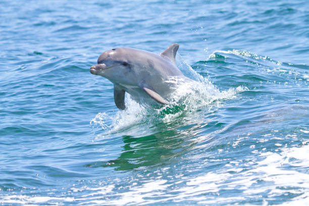Jumping dolphin, Kangaroo Island Dolphin jumping out of the water, Kangaroo Island, Australia dolphin stock pictures, royalty-free photos & images