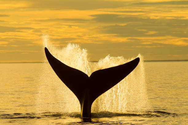 Southern Right Whale Tail at Sunset in Patagonia