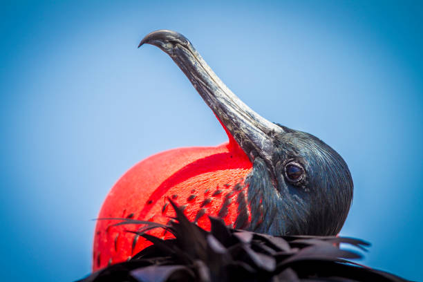 Frigate Bird Male poses for a photo in Galapagos