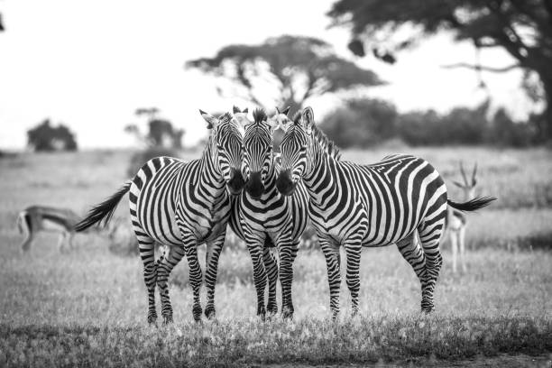 zebra, kenya - zebra africa wildlife nature photos et images de collection