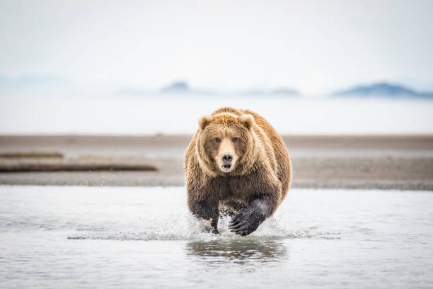 Alaskan Brown Bear Photographing brown bears catching salmon is one of the most exhilarating experiences of my life. But more memorable are the moments and interactions between the brown bears, the way a mother bear teaches her young to fish, the way she shares her catch, her protective nature and the intimate moments when a young one suckels. Captured on a cold, raining morning at ISO 800, 400mm, f/4 and 1/1000 of a sec while being the photo guide for Chris Bray Photography small group photo tours. ursus arctos stock pictures, royalty-free photos & images