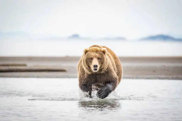 Photo of Alaskan Brown Bear