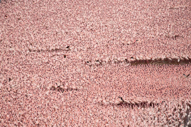 Thousands of flamingos crowd lake Bogoria in Kenya. Ariel Photograph.