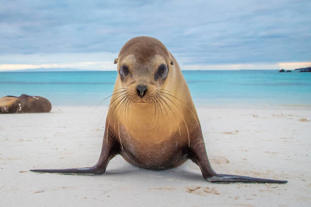 sea lion galapagos - sea lion imagens e fotografias de stock