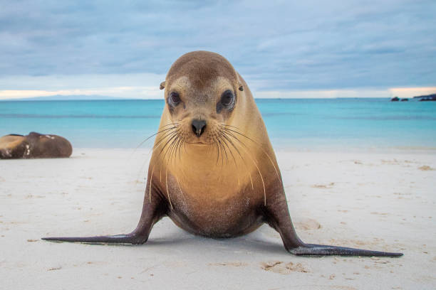 sea lion galapagos - denizaslanıgiller stok fotoğraflar ve resimler