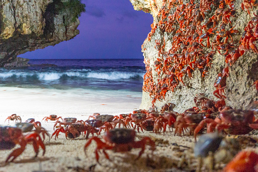 Christmas Island Red Carbs march down to the beach to release their eggs into the ocean. Christmas Island red crab migration.