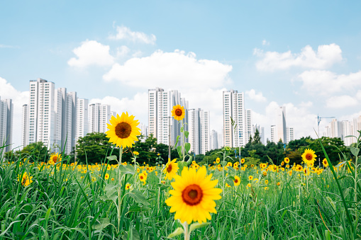 Modern apartment buildings and yellow sunflower field in Ansan, Korea