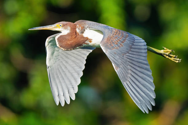 Tricolored Heron in Flight Wings Displayed Tricolored Heron in Flight Wings Displayed tricolored heron stock pictures, royalty-free photos & images