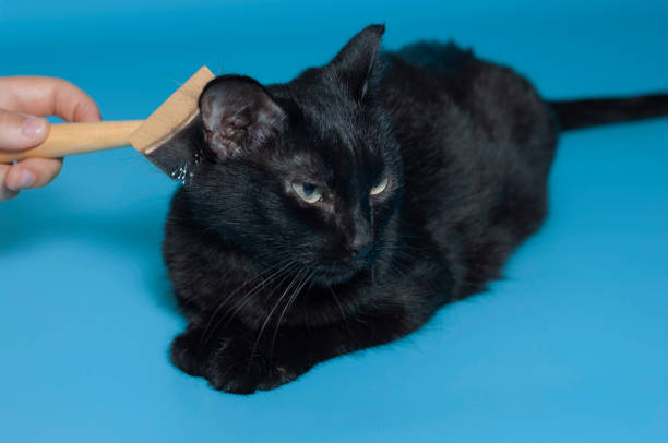 istock Combing a black cat from excess hair on a blue background. A human hand with a comb for animals. The concept of pet care. 1333497120