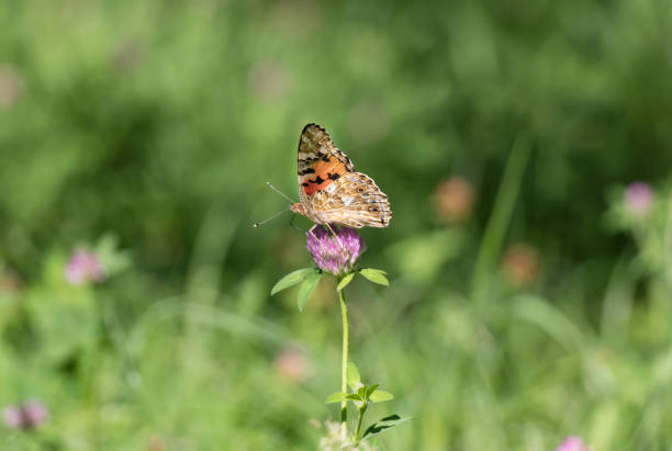 Orange butterfly drinking nectar from flower