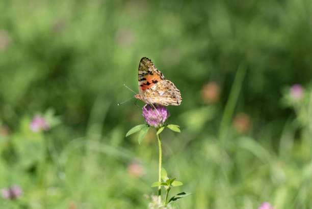 Orange butterfly Small tortoiseshell on purple clover flower Orange butterfly Small tortoiseshell on purple clover flower small tortoiseshell butterfly stock pictures, royalty-free photos & images