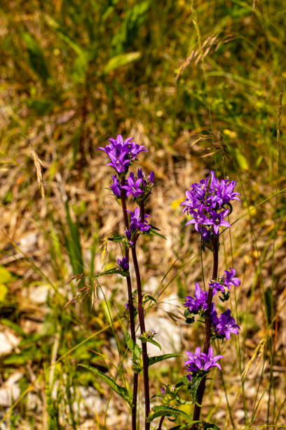 istock Campanula glomerata flower in the field, close up 1333498887