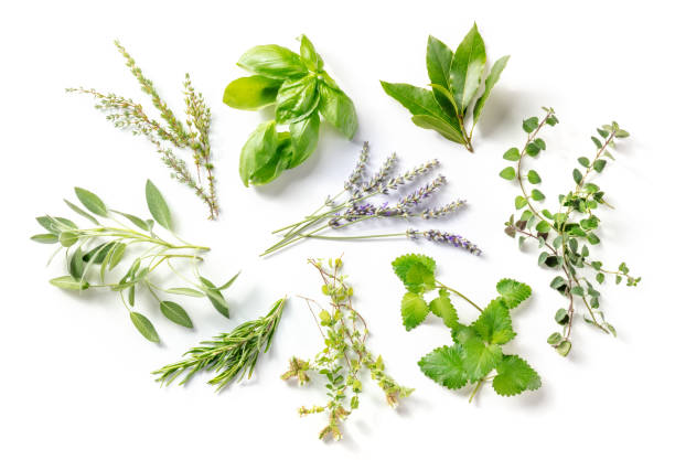 istock Fresh aromatic herbs, overhead flat lay shot on a white background 1333501002