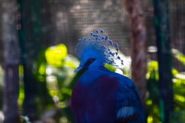 Unusual crested intense-blue coloured native bird in a rainforest environment in New Caledonia.