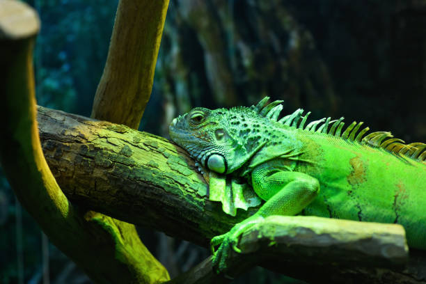 istock Iguana green in a terrarium close up 1333501811